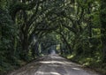 Oak Tree Tunnel Road to Botany Bay Plantation in Editso Island S Royalty Free Stock Photo