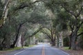 Oak Tree Tunnel in Woodside, California Royalty Free Stock Photo