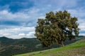 Oak tree in a Tuscan landscape near Siena Royalty Free Stock Photo