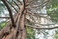 Oak tree under bottom view Royalty Free Stock Photo