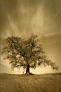 Oak Tree Under Fair Weather Sky