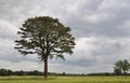 Oak Tree under Stormy Skies Royalty Free Stock Photo
