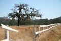 Oak tree and white fence on a ranch Royalty Free Stock Photo