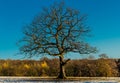 Oak tree in winter Royalty Free Stock Photo