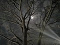 Oak tree in winter at night Royalty Free Stock Photo