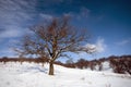 Oak tree on winter peissage