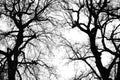 Oak tree winter silhouette Royalty Free Stock Photo