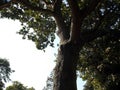 Oak Tree in winter sunshine Royalty Free Stock Photo
