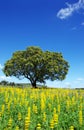 Oak tree in yellow field at south of Portugal Royalty Free Stock Photo