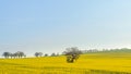 Oak tree in yellow oilseed Canola field Royalty Free Stock Photo