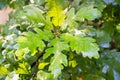 Oak tree with young oak leaves. Green oak leaves on banch in the forest. Sunlight, wet leaves after rain Royalty Free Stock Photo