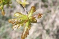 Oak tree and young oak leaves summer sun landscape Royalty Free Stock Photo