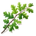 Oak treebranch with green leaves isolated on white created with Generative AI Royalty Free Stock Photo