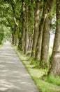 Oak trees along an asphalt road Royalty Free Stock Photo
