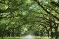 Oak Trees Along Country Road Royalty Free Stock Photo