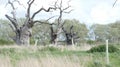 Oak Tree Dryads ancient petrified forest enjoying the day celebrating 2000 years 20