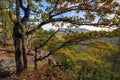 Oak trees on the brink of Plancheskiye Rocks at sunset. Scenic sunny blue sky golden autumn landscape of Caucasus Mountain forest Royalty Free Stock Photo