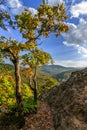 Oak trees on brink of Plancheskiye Rocks at sunset. Scenic sunny blue sky golden autumn vertical landscape of Caucasus Mountain Royalty Free Stock Photo