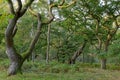 Oak trees at Brocton Coppice, England in early evening light