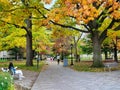 oak trees changing color in fall