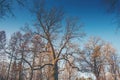 Oak trees in early spring, winter. Bare trees Royalty Free Stock Photo