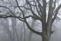 Oak trees in fog