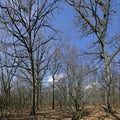 Oak trees in the forests of Weinviertel, Lower Austria, springtime