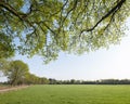 Oak trees with fresh green spring leaves near meadow and blue sky in the netherlands Royalty Free Stock Photo