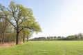 Oak trees with fresh green spring leaves near meadow and blue sky in the netherlands Royalty Free Stock Photo