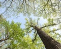 Oak trees with fresh green spring leaves near meadow and blue sky in the netherlands Royalty Free Stock Photo