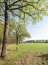 Oak trees with fresh green spring leaves near meadow and blue sky in the netherlands Royalty Free Stock Photo