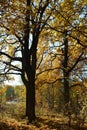 Oak trees with golden leaves in fall season. Autumn forest landscape Royalty Free Stock Photo