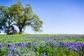 Oak trees growing on a meadow covered in blooming lupine wildflowers on a sunny spring day; North Table Mountain Ecological Royalty Free Stock Photo