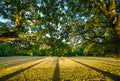 Oak trees in Harvington Park, Beckenham, Kent. The oaks cast long shadows across the grass at sunset Royalty Free Stock Photo