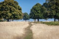 A path between oak trees Royalty Free Stock Photo