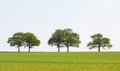 Oak trees on a horizon with a plain sky and wheat field in the foreground. Royalty Free Stock Photo