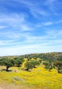 Oak trees in mediterranean forest Royalty Free Stock Photo