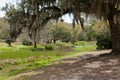 Oak Trees over the Bayou