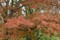 Oak trees in the park turning leaves into Autumn orange shade Royalty Free Stock Photo