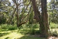 Sunlight breaks through the deep coverage provided by the legacy oak trees