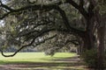 Oak Trees with Spanish Moss, Forsyth Park, Savannah, Georgia