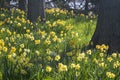 Oak Trees and Spellbinder Daffodils Royalty Free Stock Photo