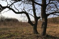 oak trees on spring meadow Royalty Free Stock Photo