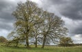 Oak Trees in Spring