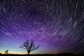 Oak trees with star trails and nother lights. Royalty Free Stock Photo