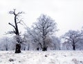 Oak trees in winter Royalty Free Stock Photo