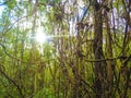 Oak trees woods season photo picture Royalty Free Stock Photo