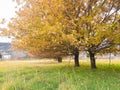 Oak trees yellow in autumn season in university of ioannina greece