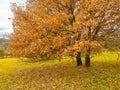 Oak trees yellow in autumn season in university of ioannina greece