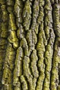 Oak trunk Royalty Free Stock Photo